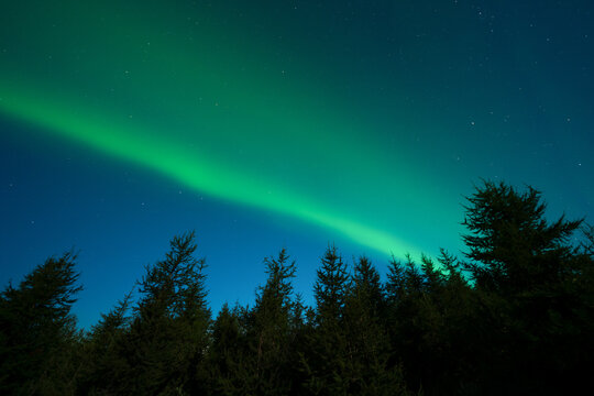 Aurora Borealis, Northern Lights Over forest In Iceland