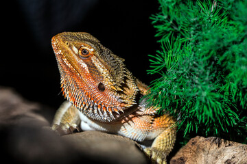 bearded dragon