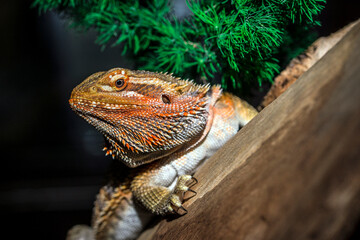 bearded dragon