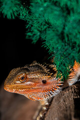 bearded dragon