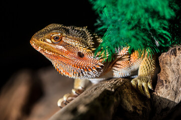 bearded dragon