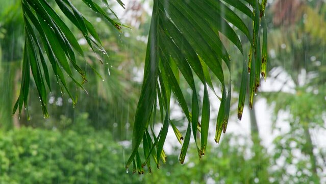 Slow motion rain drops falling on leaves against bushes on back yard. Tropical garden. Rainy weather on summer day. Downpour. Close up. Green threes. Nature. High quality 4k footage