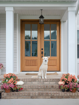 Dog wearing a sweater sitting on a decorated porch