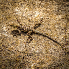 A small lizard sits on the surface of the rocks.