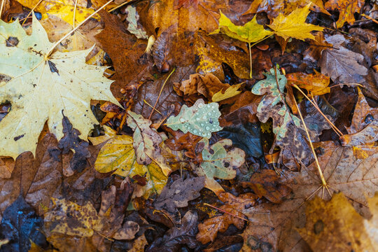 Autumn yellow leaves.