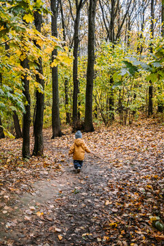 A boy walks in the autumn forest.