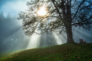 Herbst, Baum im Nebel mit Sonnenstrahlen, Lichtstrahlen 