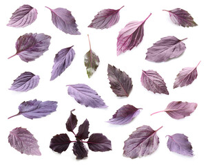 Set of purple basil leaves isolated on white