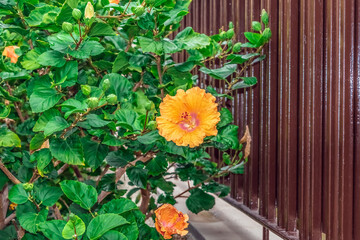 Orange hibiscus blooms outdoors near a brown metal fence. Flora of the Canary Islands, Tenerife