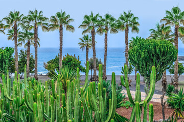Euphorbia candelabrum and palm trees on the coast of Atlantic Ocean - view from the Jardines de...