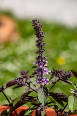 Ocimum kilimandscharicum flower growing in meadow, close up
