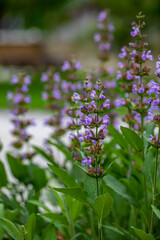 Salvia officinalis flower growing in meadow, close up