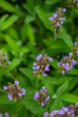 Salvia officinalis flower growing in meadow, close up