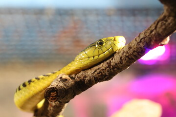 Serpente verde in primo piano 