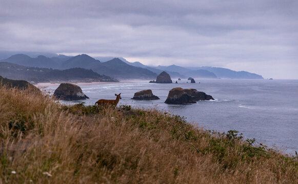 Oregon Coast Nature landscape with deer wildlife at Cannon Beach  