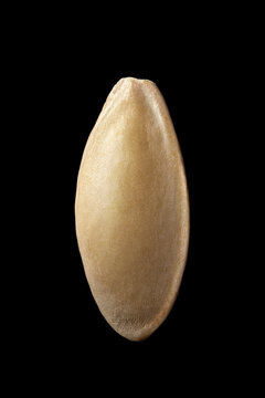 Cucumber (Cucumis sativus) seed, macro photo.