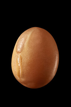 Soybean (Glycine max) seed, macro shot.