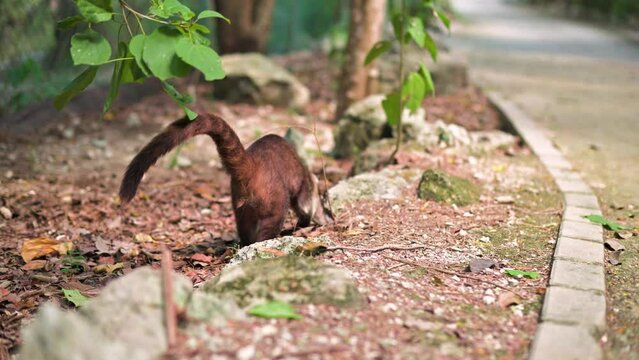 Little furry coati looking for food on the ground at a park in Cancun Mexico