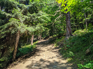 Beautiful view of the coniferous forest. The rays of the sun break through the branches of trees. The footpath leads deep into the forest. Nature concept