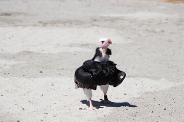 Condor msulla spiaggia 