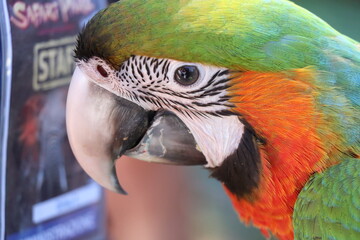 Ritratto di un pappagallo Ara