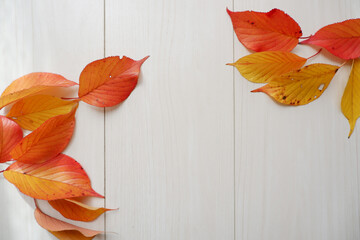 Autumn seasonal concept background. Colorful autumn leaves on white wooden background. Thanks giving, Halloween and Autumn event decorative elements.