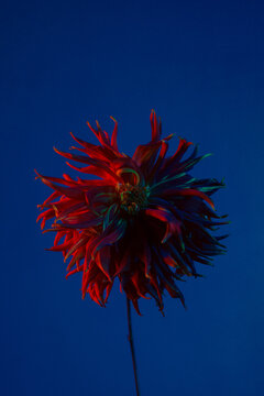 A Dahlia in red color in front of a blue background. 