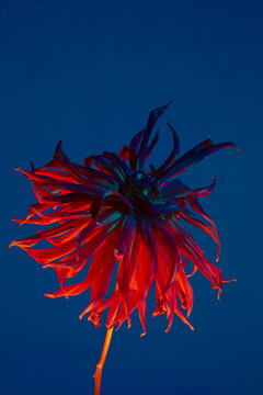 A Dahlia in red color in front of a blue background. 