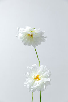 2 white and minimal dahlias in front of a white background