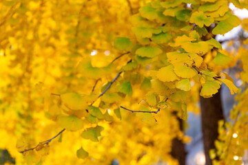Ginkgo grove with autumn leaves