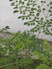 wall with ivy