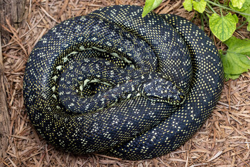 Australian Diamond Python curled on ground