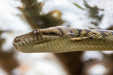 Australian Amethystine or Scrub python with ticks under scales