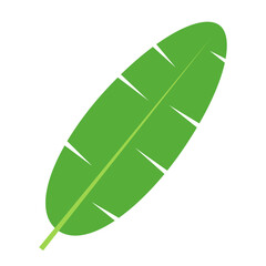 banana leaf flat vector illustration clipart isolated