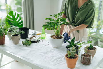 Woman cleaning houseplants at home. Springtime to care plants.