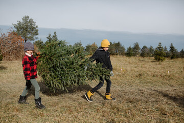 Kids walk with cut evergreen tree