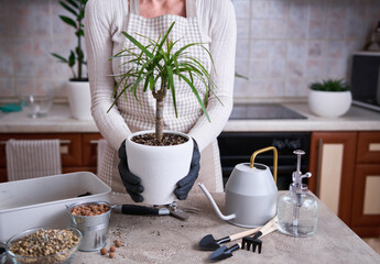Woman replanting Dracaena house plant at home