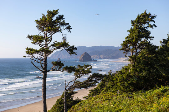 Cannon Beach coast Pine tree Oregon nature landscape - Powered by Adobe