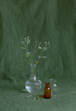 still life plant in a transparent vase