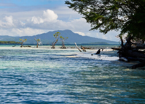 Mangrove vegetation on disappearing Solomon Islands - sea level rise 