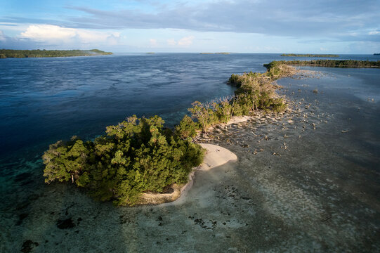 Island trees damaged by global warming and rising sea, Pacific Ocean
