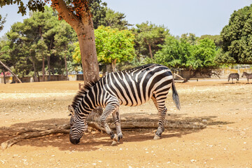 Fototapeta na wymiar Beautiful zebra in safari park