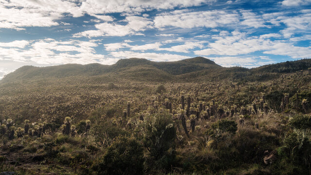 Morning in the paramo