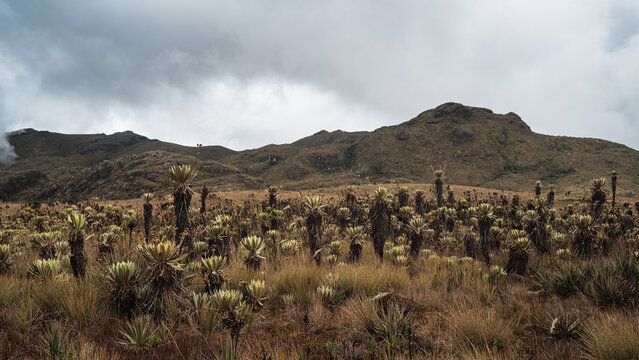 High mountain plants