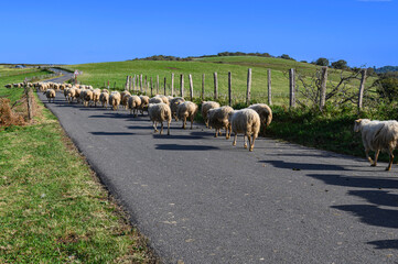 a flock of sheep walks slowly along the road, on the asphalt, between the fences of barbed wire and wooden stakes, between the green grass field, on a sunny and clear autumn day to graze quietly