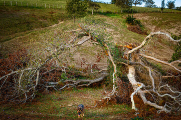 large tree, broken, split by lightning in the middle of the field, of the countryside, dead brown, its split branches fallen forming an arch, a small refuge, as if embracing the void, at its feet, ins