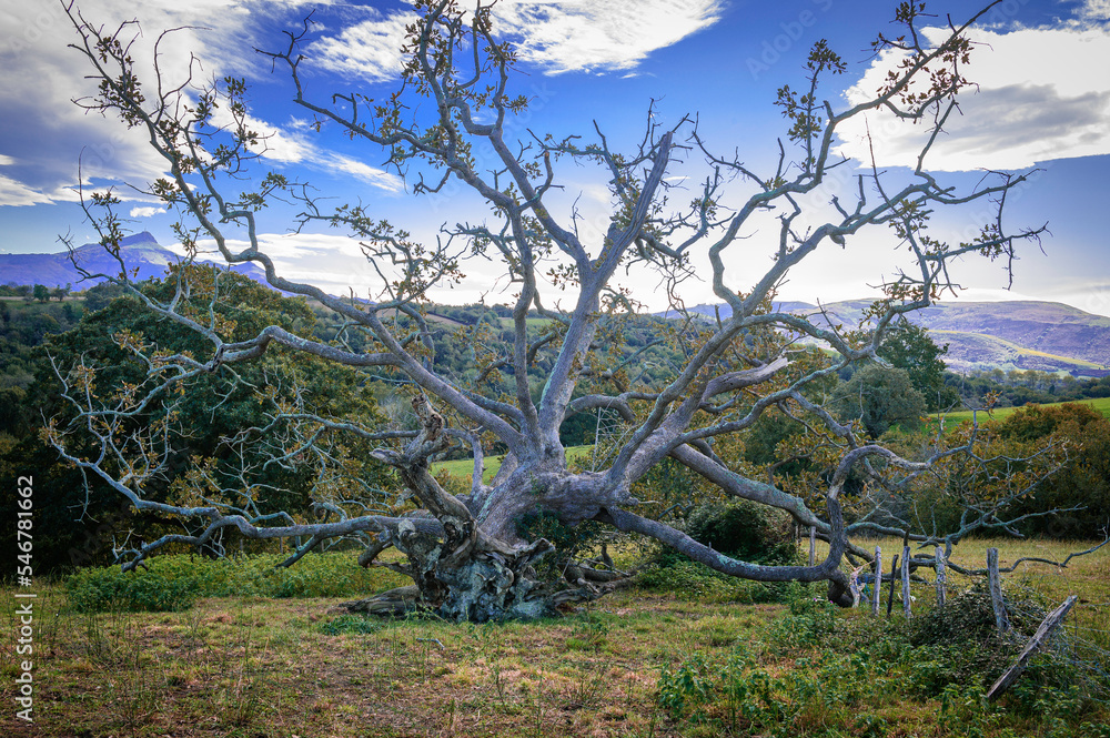 Poster large, grayish, dry, fallen, dead tree on the leafless grass, in the middle of the field with its ro