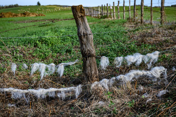 Fototapeta premium barbed wire fence, attached to a stake, wooden stick, gray central, on the wires tatters of wool locks of white wool from the sheep that have grazed inside the fence, in the background the grass and o