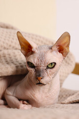 Beautiful Sphynx cat wrapped in soft blanket at home, closeup. Lovely pet