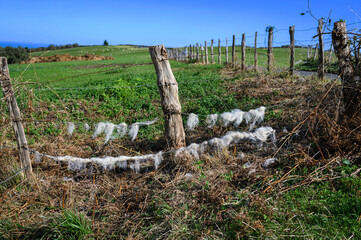 barbed wire fence, attached to a stake, wooden stick, gray central, on the wires tatters of wool from the sheep that have grazed inside the fence, in the background the grass and on the edge the fence